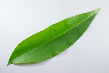 Obraz premium Green leaf of Bombax ceiba tree isolated