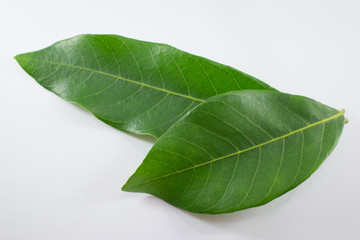 Obraz premium Green Leaf longan tree isolated