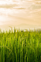Close up of Rice field