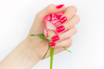 Woman hand with pink manicured fingernails holding delicate rose flower