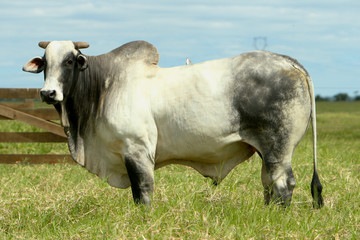 Fazenda Jauquara MT