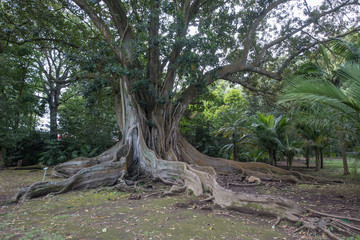 Fototapeta na wymiar Oberirdische, riesige Wurzeln der großblättrigen Feige im Jardim Jose de.Canto