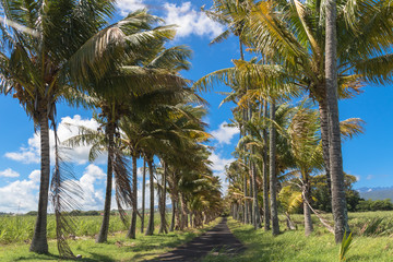 All&eacute;e de cocotiers - Sainte-Marie Ile de la R&eacute;union