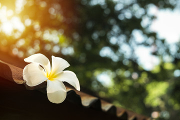 White Plumeria on old zinc roof in morning sunlight