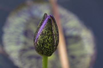 Fleur de n&eacute;nuphar naissante - Ile de la R&eacute;union