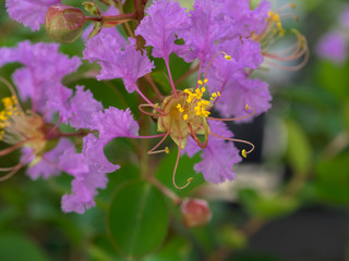 Flamboyant rose - ile de la R&eacute;union
