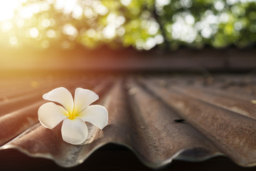 White Plumeria on old zinc roof in morning sunlight
