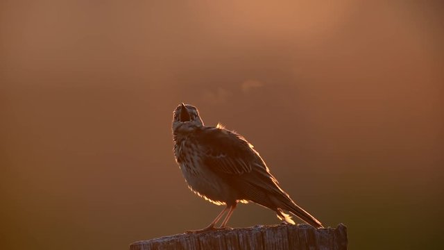 Wiesenpieper singt sein Morgenlied, Juni