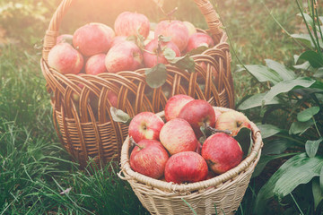 Baskets with apples harvest in fall garden