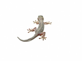 Fototapeta premium 蜥蜴 やもり 