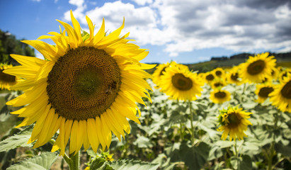 Sunflower field in tuscany