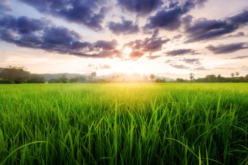 Fototapeta premium Rice field landscape on sunset