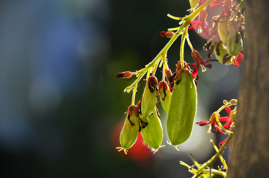 Backlit Bilimbi