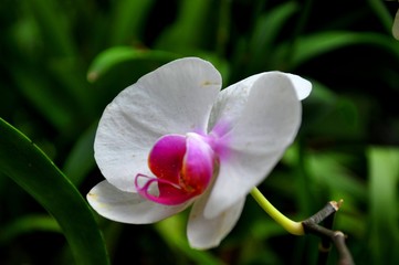 Obraz premium Orchid