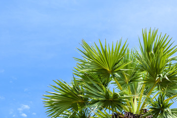 Palm leaf against blue sky