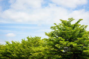 branch of green leaf against blue sky