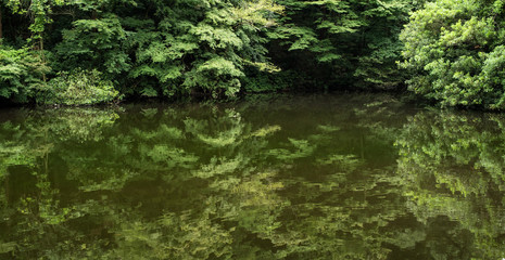 Pond in Meiji Jingu Inner Garden located Tokyo, Japan