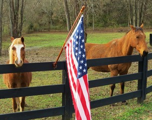 Horses standing beside United States flag