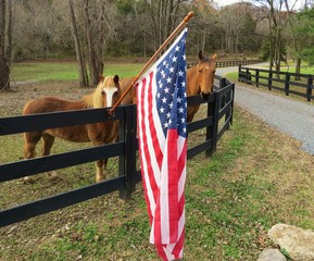 Horses standing beside United States flag