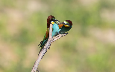 Bee eater