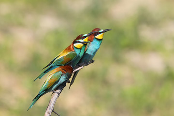 Bee eater