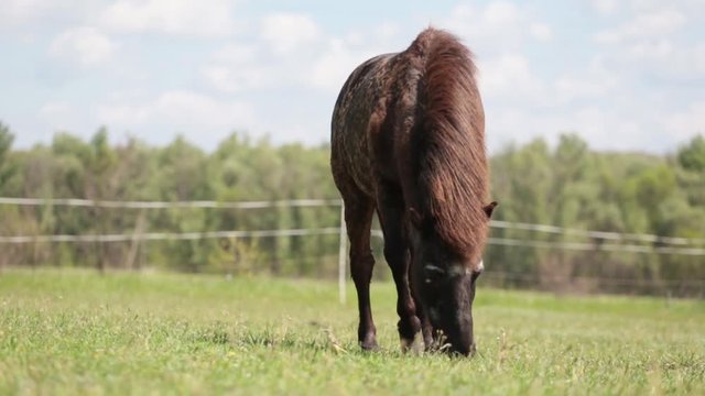 Poni grazes on the green grass