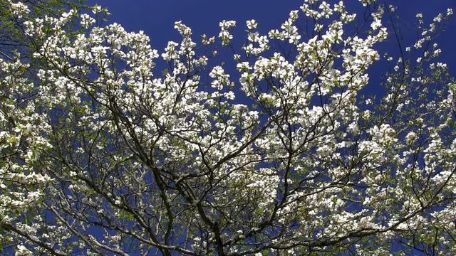 Flowering dogwood tree against blue sky sunny day on Thornton Burgess grounds in historic Sandwich village Cape Cod