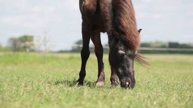 Poni grazes on the green grass