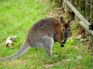 Wallaby de Bennett