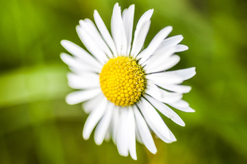 Obraz premium Daisy flower blooming in a garden, with green background.
