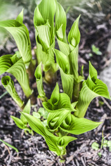 Obraz premium Green plant blooming in a garden, spring time in Poland.