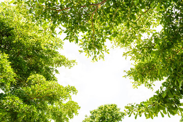 branch of  green leaf isolated on white