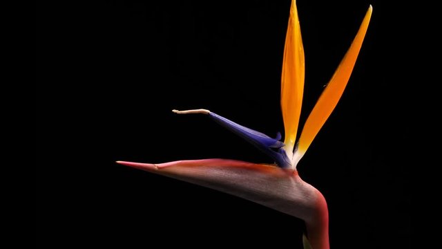 Bird of paradise flower blossom blooming timelapse