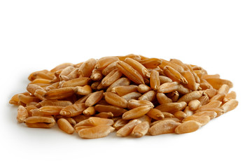 Heap of kamut wheat kernels isolated on white.