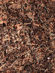 The background is part of an anthill with ants.