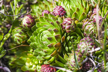 Jovibarba globifera colored blooming in a garden in Poland,spring time.