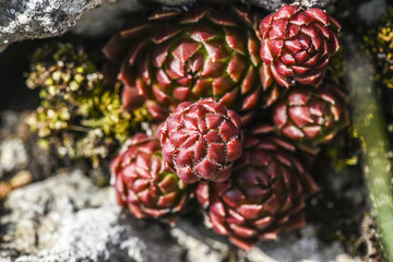 Jovibarba globifera colored blooming in a garden in Poland,spring time.