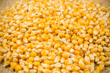 heap of dried corn seed on sack bag