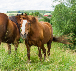 Fototapeta premium Rural horses in the pasture. Green grass, farm.