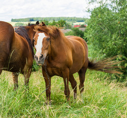 Rural horses in the pasture. Green grass, farm.