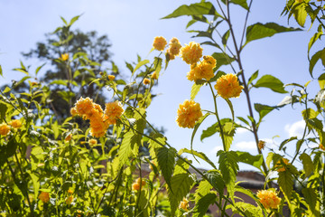 Rudbeckia lacinata blooming in garden, sunny day, summer time in Poland.