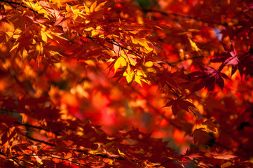 Yellow to red leaves on branch of maple in autumn season.