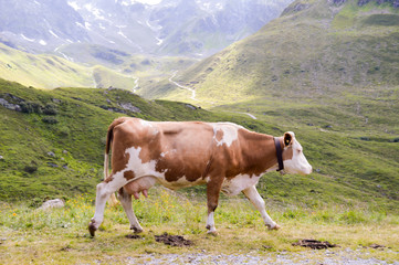 Fototapeta na wymiar Brown and white cows