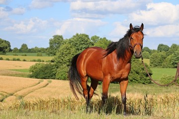 Portrait eines Quarter horse