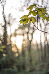 Light through leaves