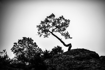 Lonely tree on a rocks black and white, nostalgic photo. Poland.