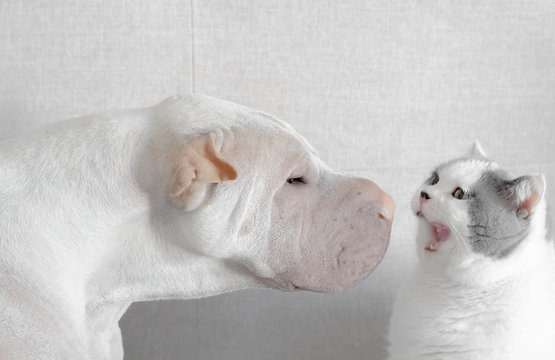 shar-pei dog face to face with a British shorthair cat