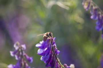 Bee with flower