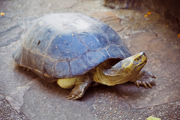 Turtle walking on the road in the park in sunny day