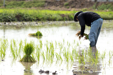 farmer do small rice planting, prepare for farm